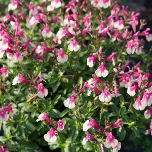 Salvia Mirage Bicolor - Salvia greggii 15cm