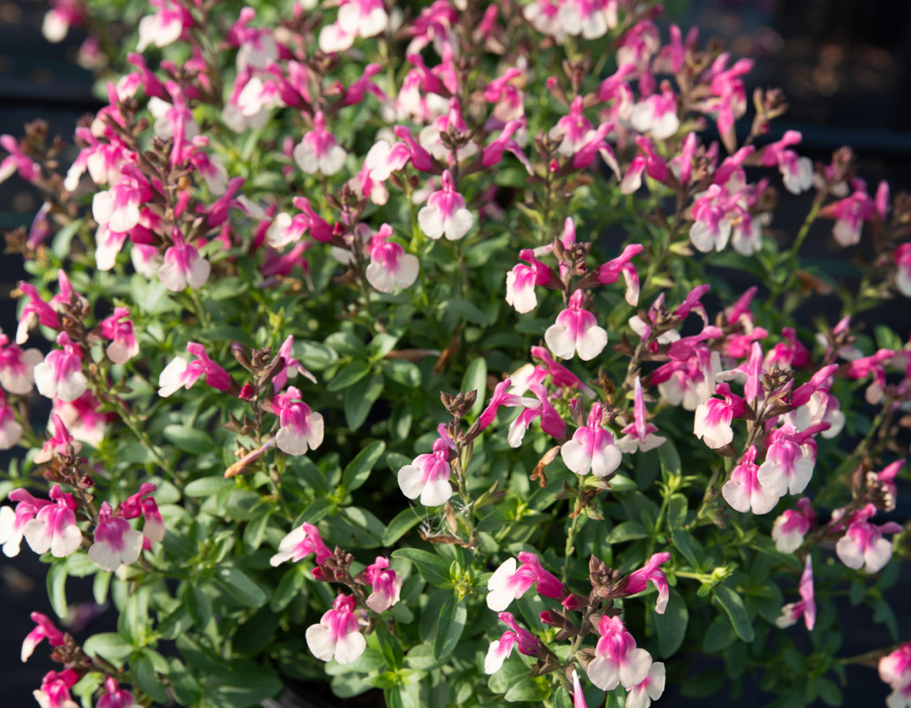 Salvia Mirage Bicolor - Salvia greggii 15cm
