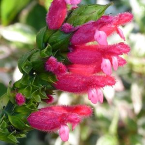 Fuzzy Bolivian Sage (Salvia Oxyphora )'Bright Pink' 17cm