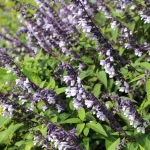 salvia