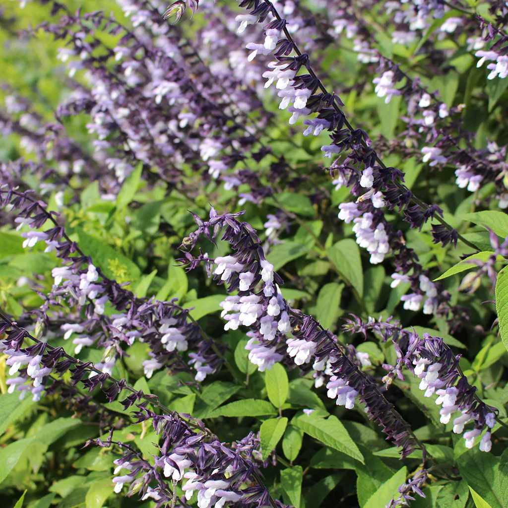 salvia