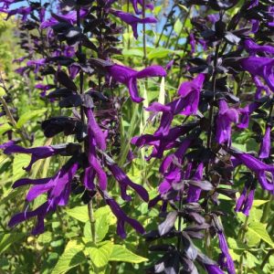 Salvia Purple Majesty - Salvia 15cm