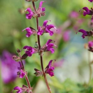 Salvia Royal Distinction Pink - Salvia 15cm