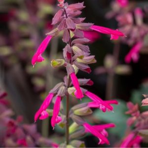 Salvia Salmai Purple - Salvia salmia 15cm