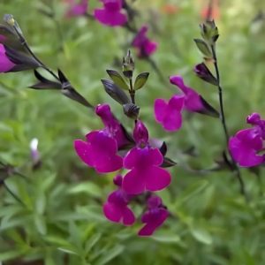 Thyme-Leaved Sage Beetroot Purple - Salvia serpyllifolia 15cm