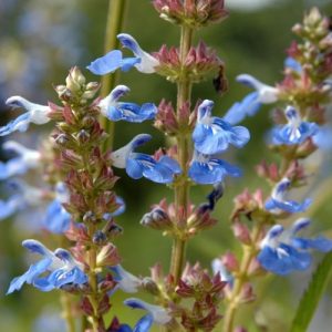 Bog Sage - Salvia uliginosa 17cm