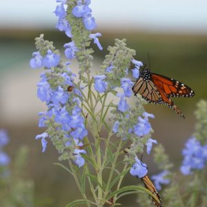 Salvia Azure Blue - Salvia azurea 15cm