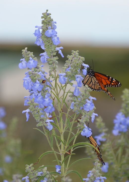 Salvia Azure Blue - Salvia azurea 15cm