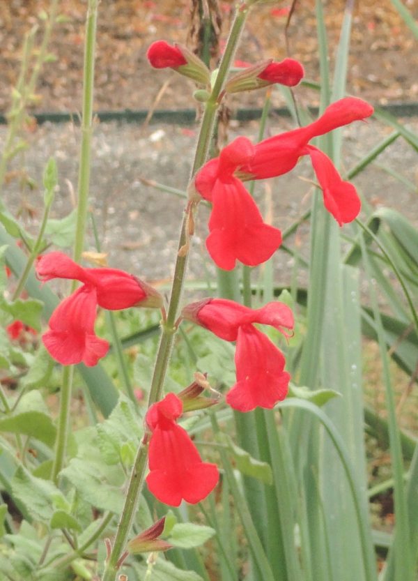 SALVIA DARCYI "Red Mountain Sage" 17cm - Image 2