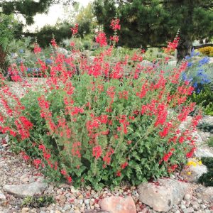 SALVIA DARCYI "Red Mountain Sage" 17cm