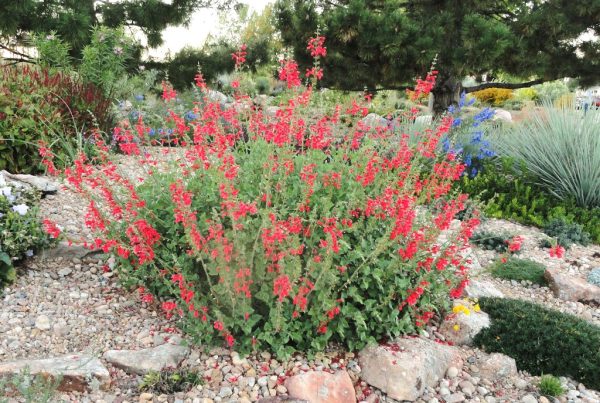 SALVIA DARCYI "Red Mountain Sage" 17cm