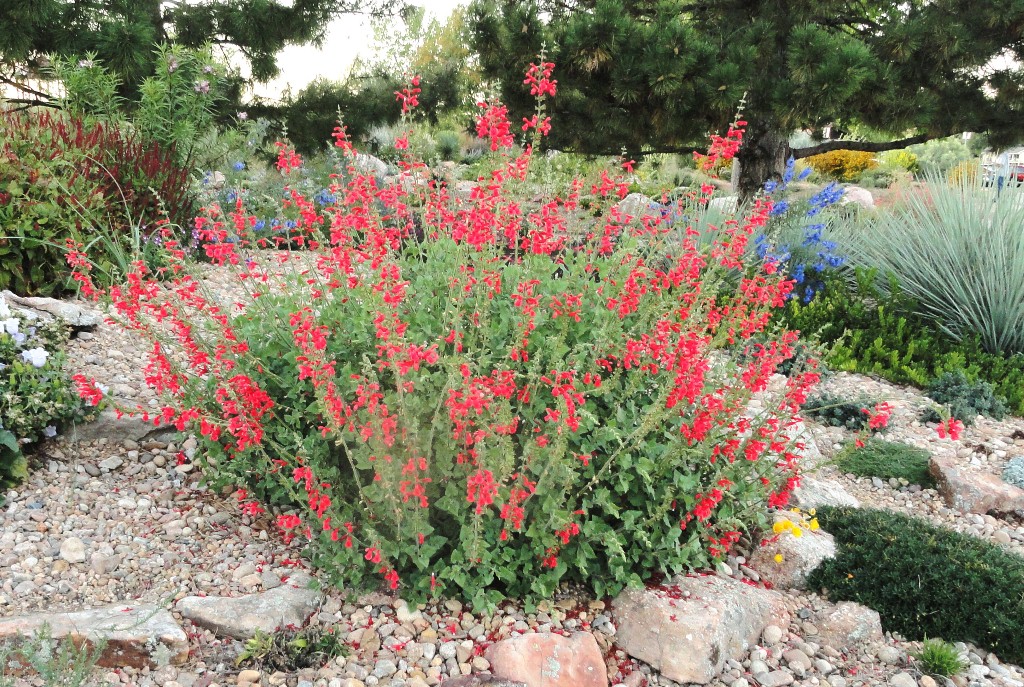 Salvia D'arcy's Red Mountain Sage - Salvia darcyi 17cm