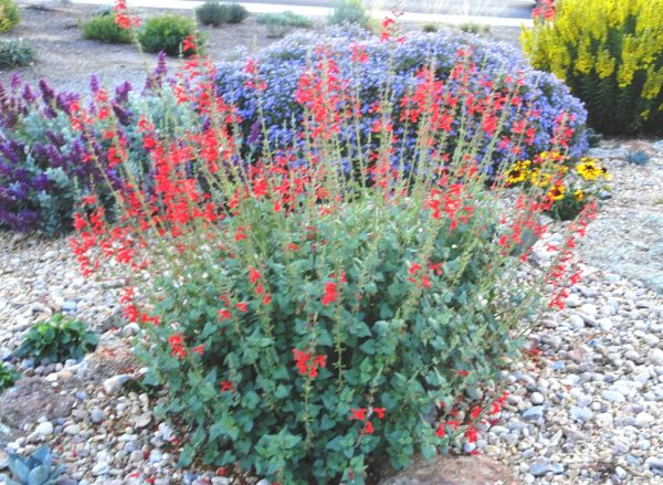 SALVIA DARCYI "Red Mountain Sage" 17cm - Image 3