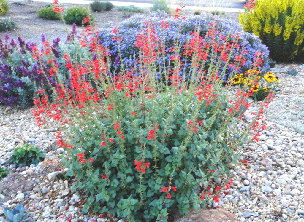 Salvia D'arcy's Red Mountain Sage - Salvia darcyi 17cm - Image 3