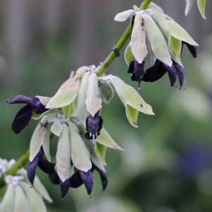Salvia Andean Silver-leaf Sage - Salvia discolor 15cm