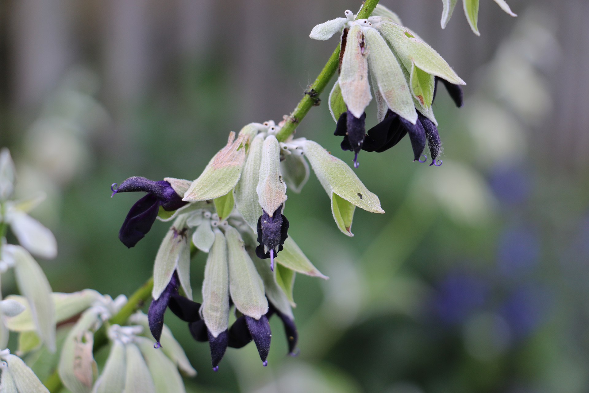 Salvia Andean Silver-leaf Sage - Salvia discolor 15cm
