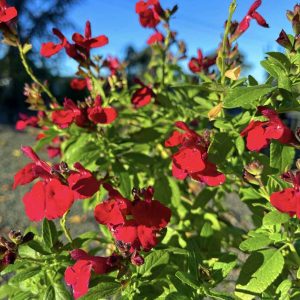 Salvia Mirage Cherry Red - Salvia greggii 15cm