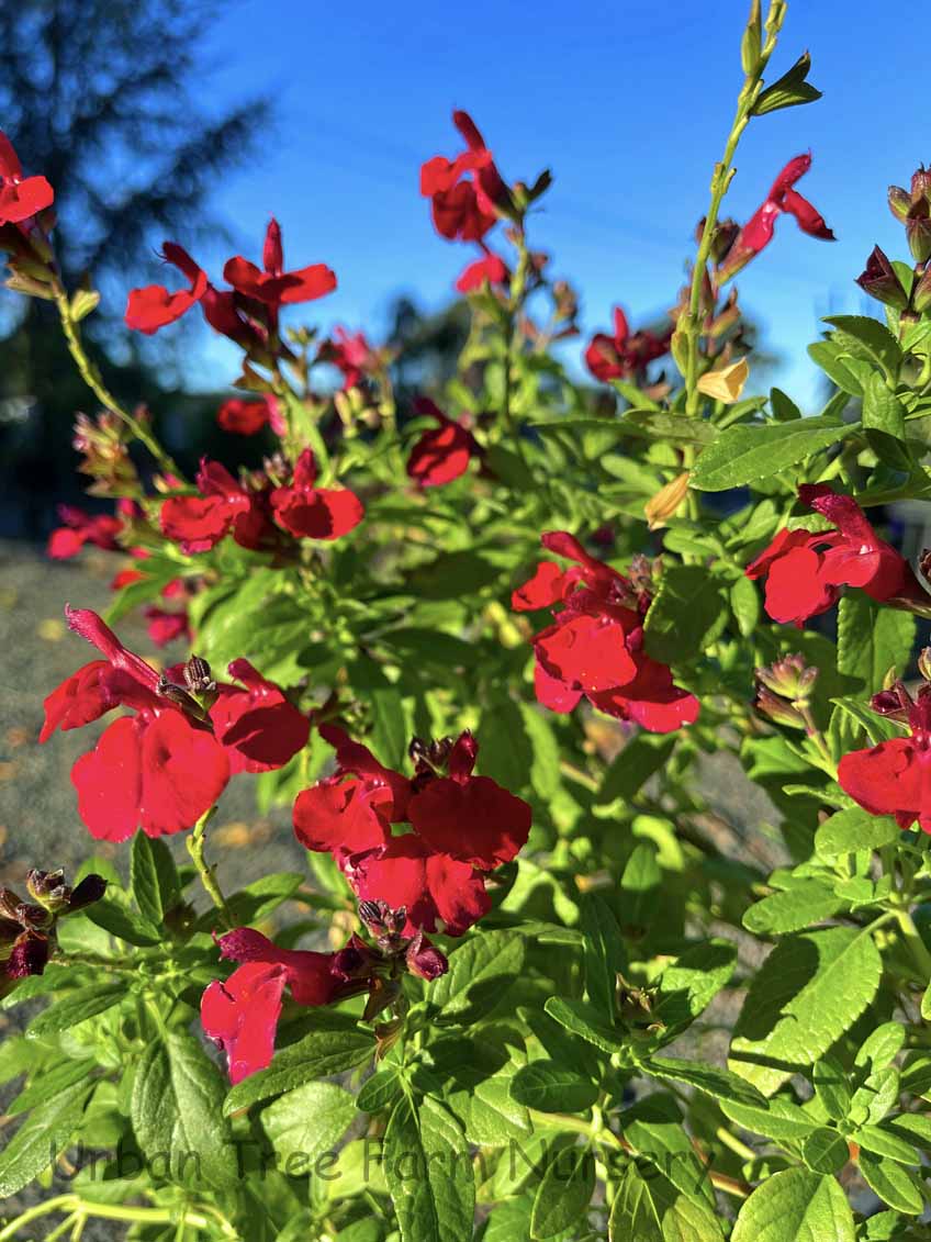 Salvia Mirage Cherry Red - Salvia greggii 15cm