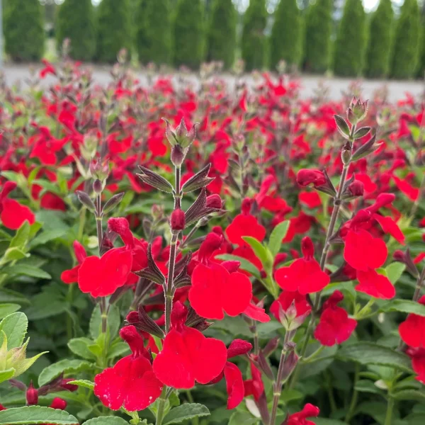 SALVIA GREGGI "Radio Red" 15cm