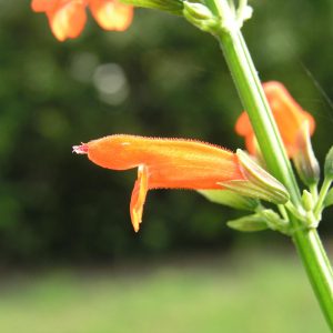 SALVIA SUBRUTUNDA (Orange) 15cm