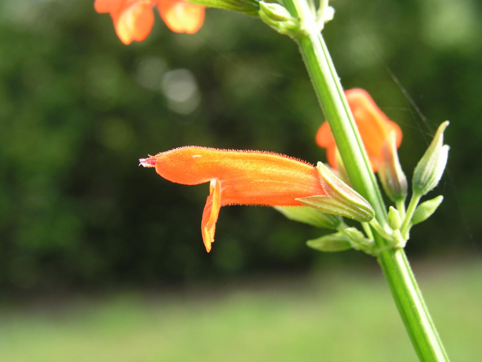 Salvia Orange - Salvia subrotunda 15cm