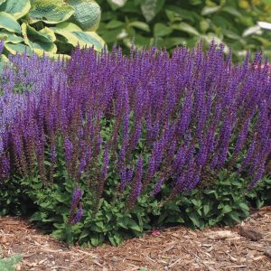 SALVIA NEMOROSA "East Friesland" 15cm