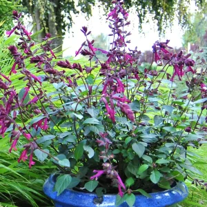 SALVIA "Love and Wishes" 17cm
