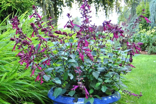 SALVIA "Love and Wishes" 17cm