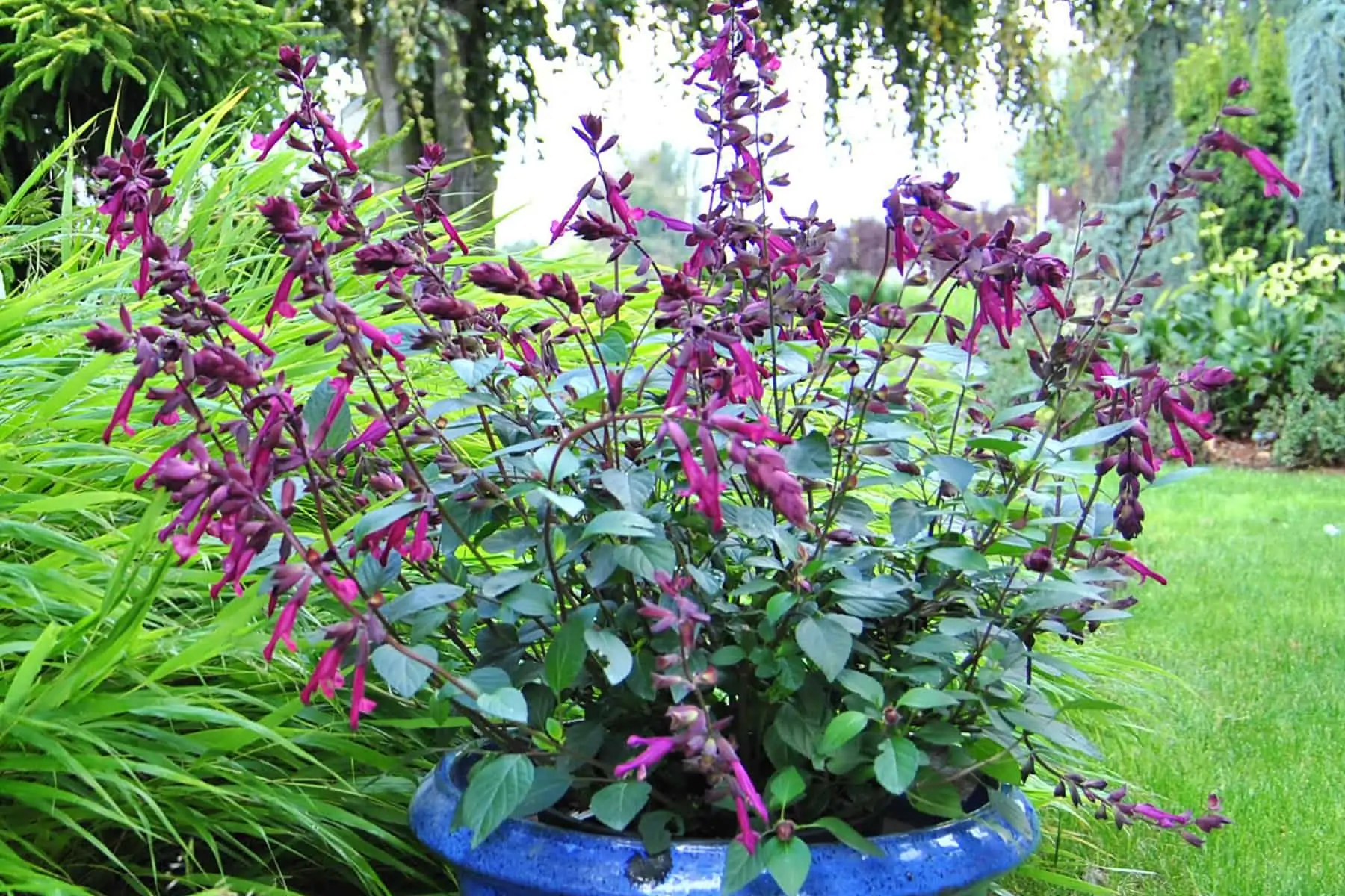 Salvia Love and Wishes - Salvia 17cm