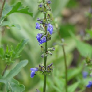 SALVIA ARIZONICA "Arizona Blue Sage" 15cm