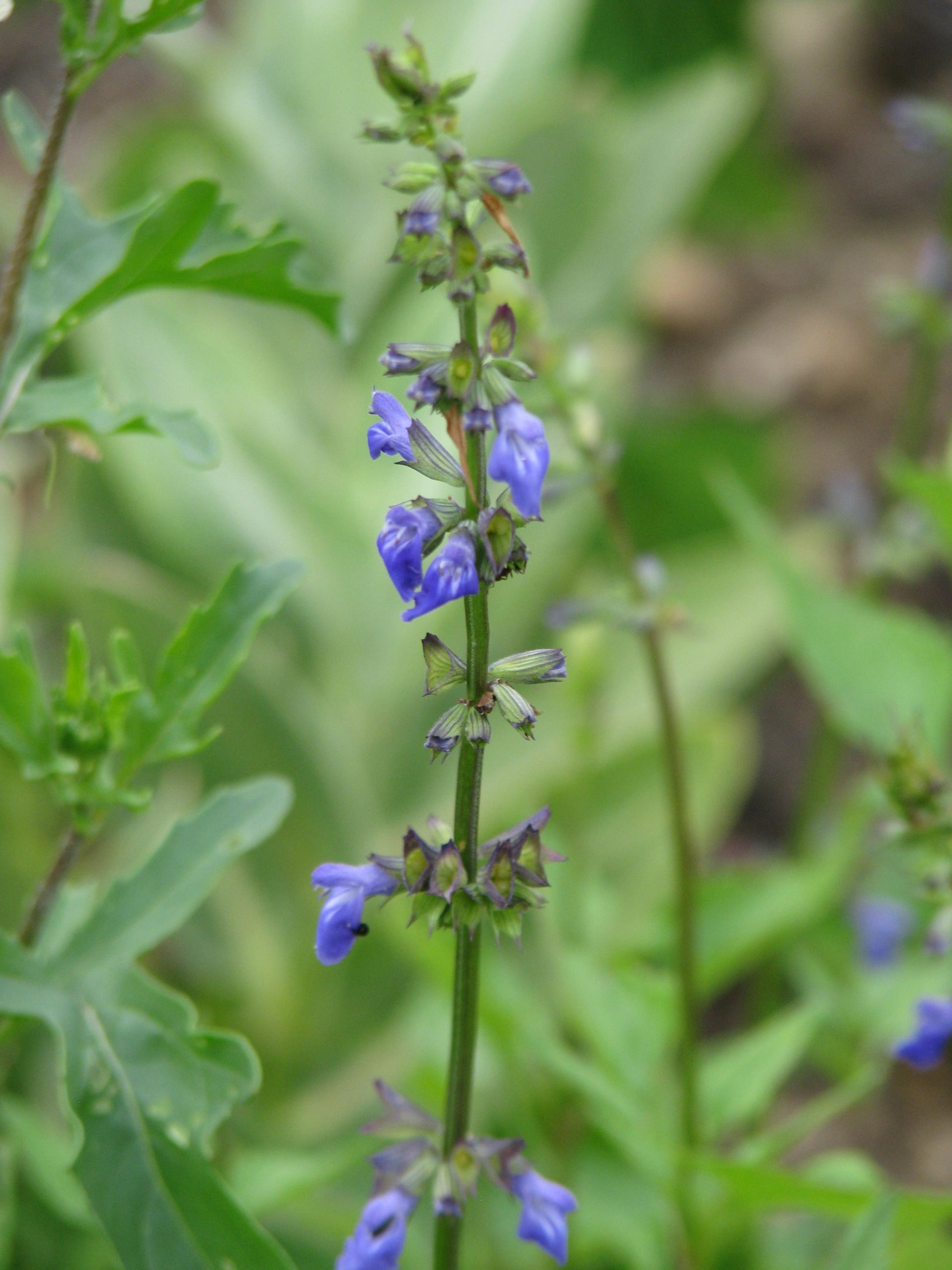 Salvia Arizona Blue Sage - Salvia arizonica 15cm