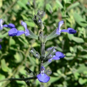 Blue African Sage - Salvia chamelaeagnea 15cm