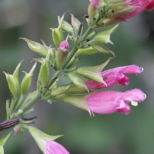 Salvia Karwinski's Sage 17cm