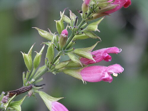 Salvia Karwinski's Sage 17cm