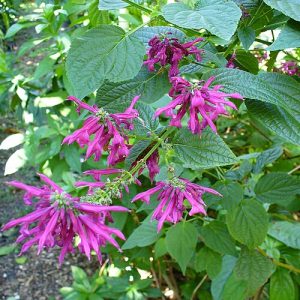 SALVIA PURPUREA (Small purple flowers) 17cm