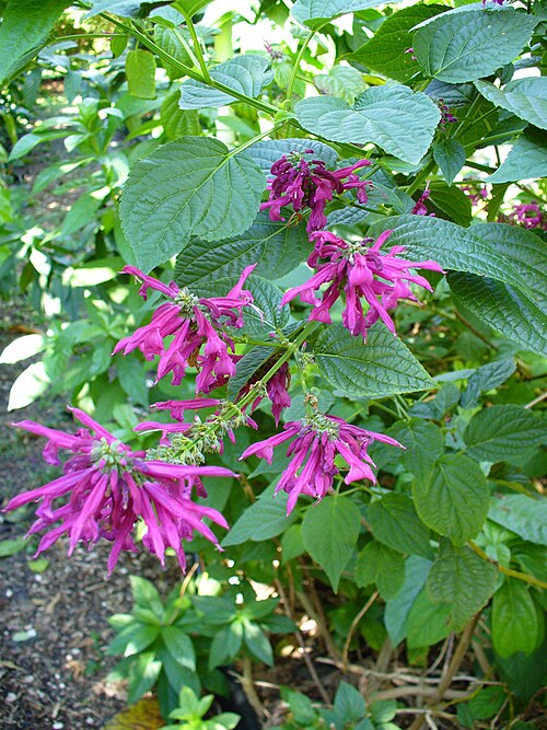 Salvia Purpurea Small Purple Flowers 17cm