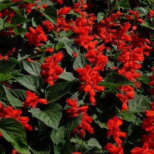 Salvia Vanhouttei Burgundy - Salvia 15cm