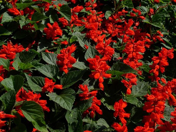 SALVIA "Vanhouttei" (Burgundy) 15cm