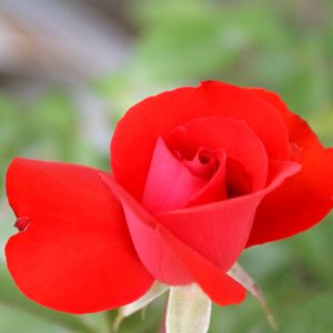Rose Satchmo Dark Orange Red Floribunda - Rosa 17cm