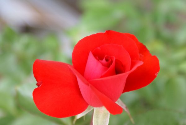 ROSE - SATCHMO (dark orange red) - (floribunda) 17cm