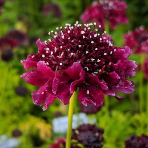 Wild Scabious (Scabious Columbaria 'Barocca') Maroon 15cm