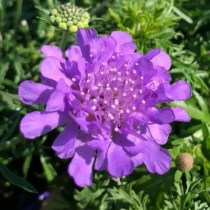 Violet Pincushion Flower - Vivid Violet (Scabious) 15cm