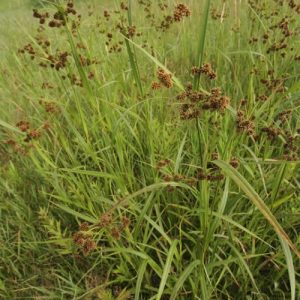 Green Bulrush Green Mist - Scirpus atrovirens 15cm