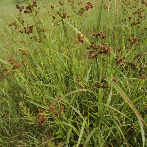 Green Bulrush Green Mist - Scirpus atrovirens 15cm