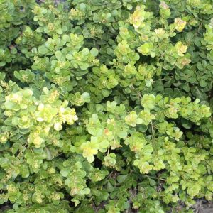 Dune Crowberry - Searsia crenata 17cm