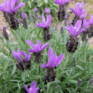 Spanish Lavender Small Blue - Lavandula stoechas 15cm