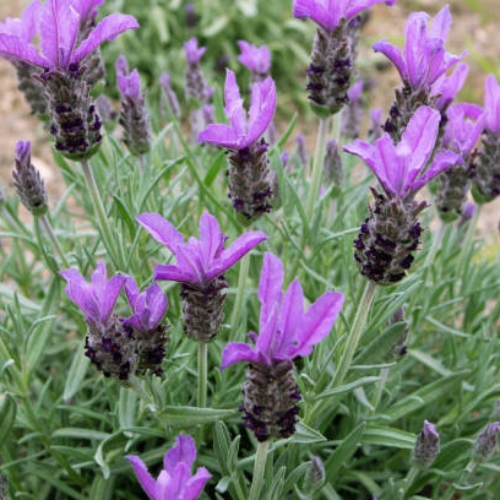 Spanish Lavender Small Blue - Lavandula stoechas 15cm
