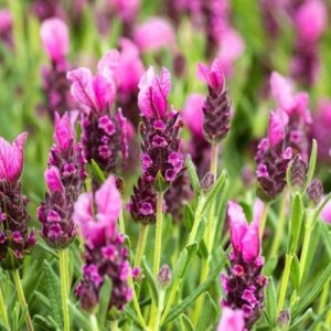 Spanish Lavender Small Pink - Lavandula stoechas 15cm