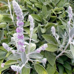 Lambs Ear (Stachys Byzantina) 15cm