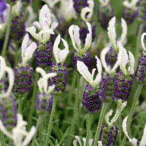 Lavender Blue and White - Lavandula stoechas 15cm